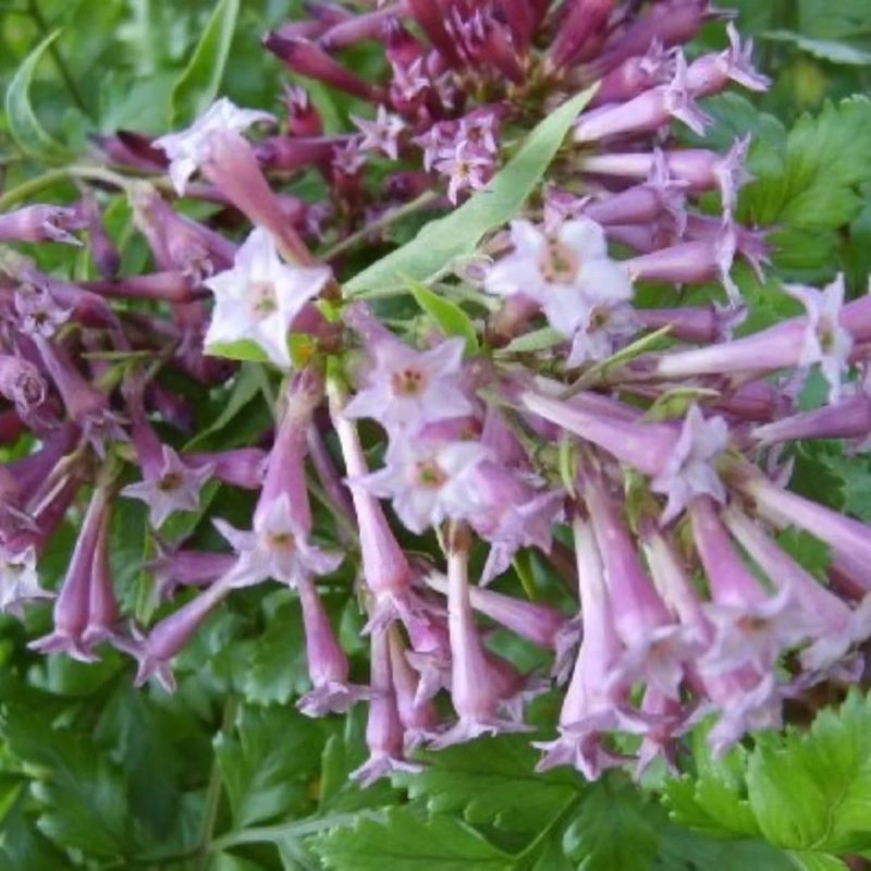 Night-Blooming Jasmine