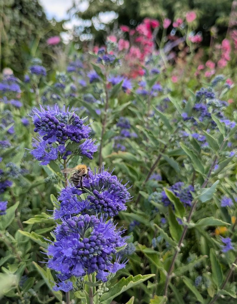 Caryopteris
