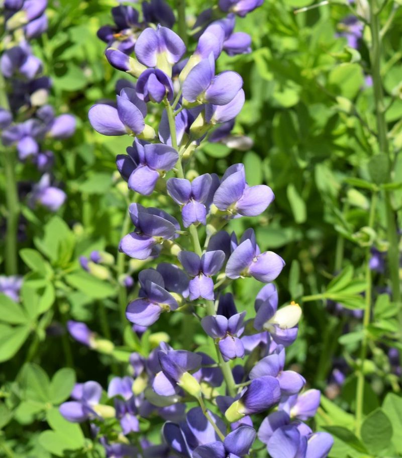Baptisia (False Indigo)