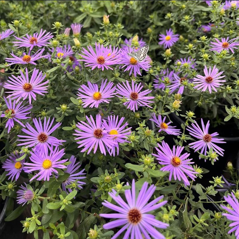 Asters