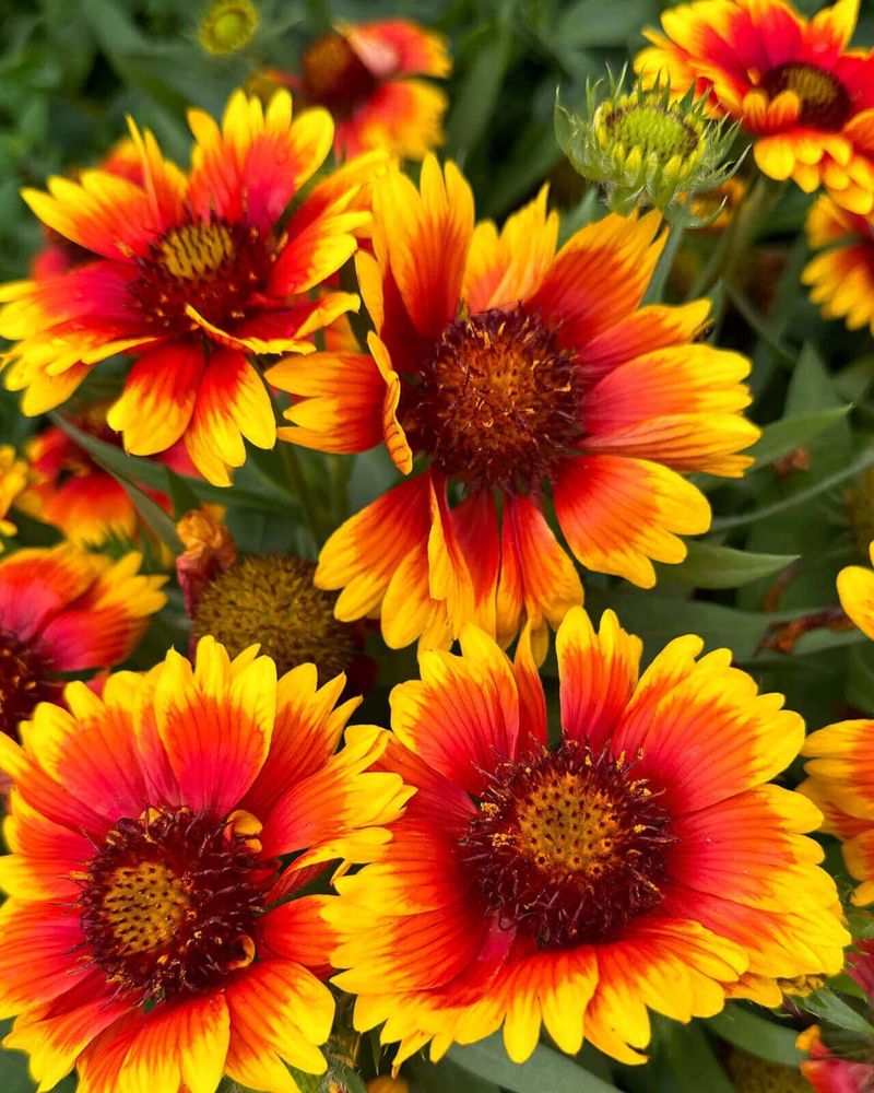 Blanket Flower