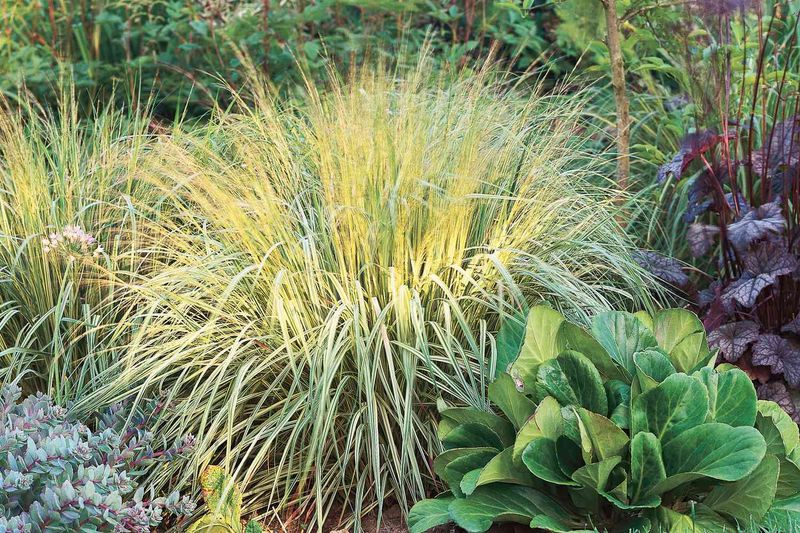 Ornamental Grasses Add Winter Interest