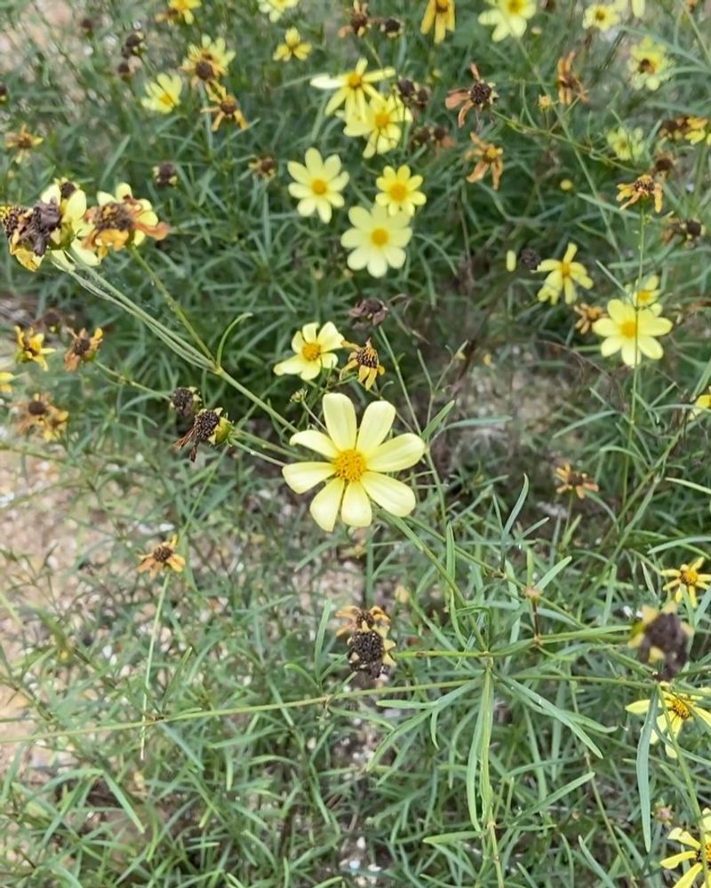 Threadleaf Coreopsis Blooms Longer When Left Undisturbed
