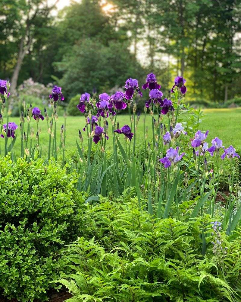 Bearded Iris For Spring Glory