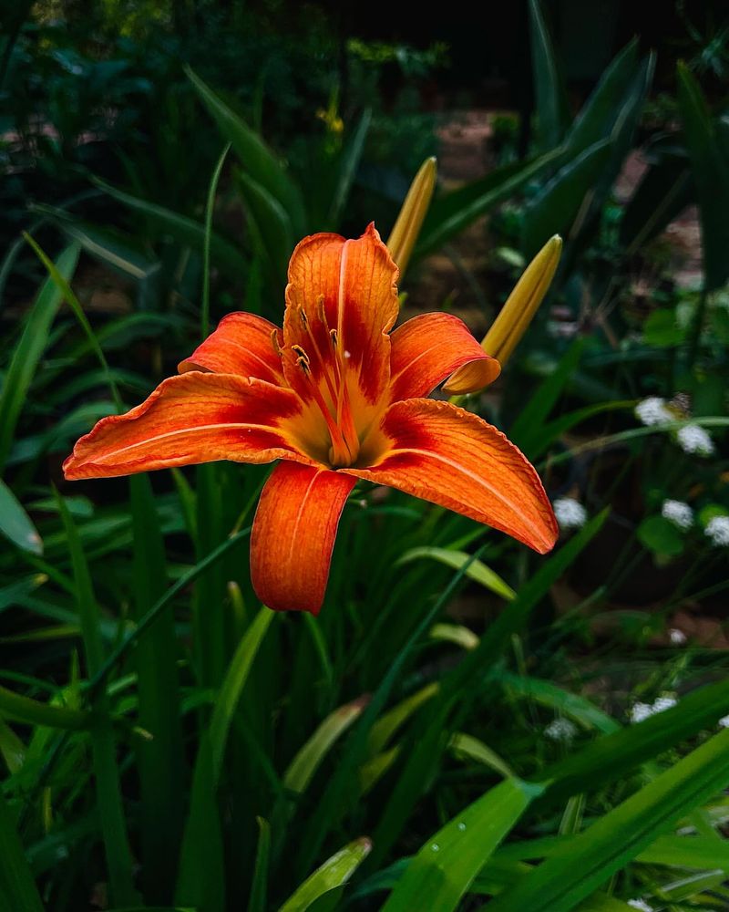 Daylilies (Hemerocallis)
