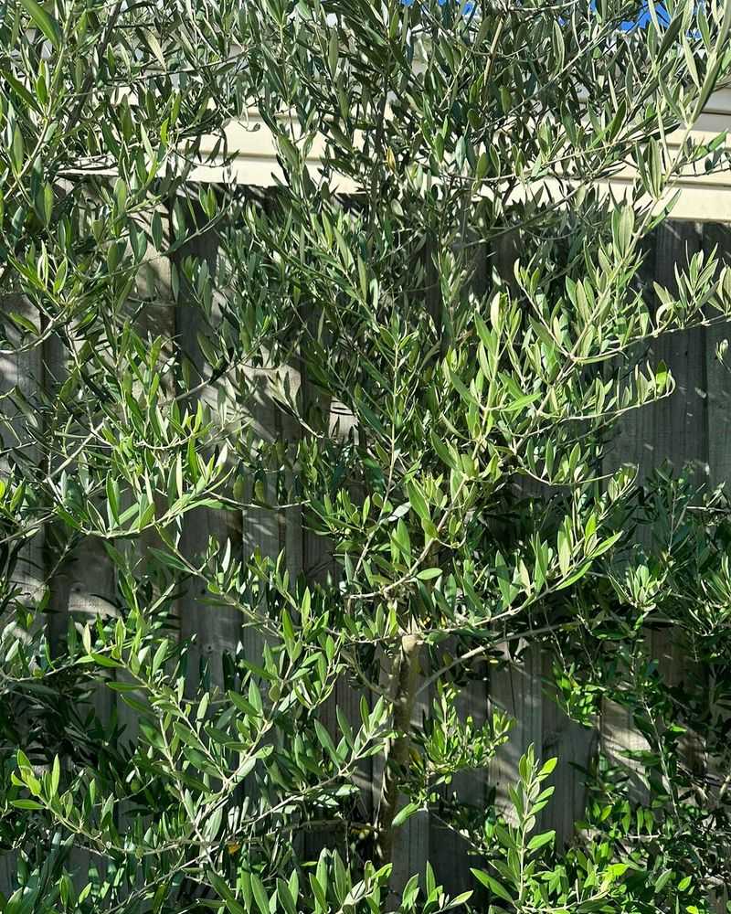 Olive Trees (Olea europaea)