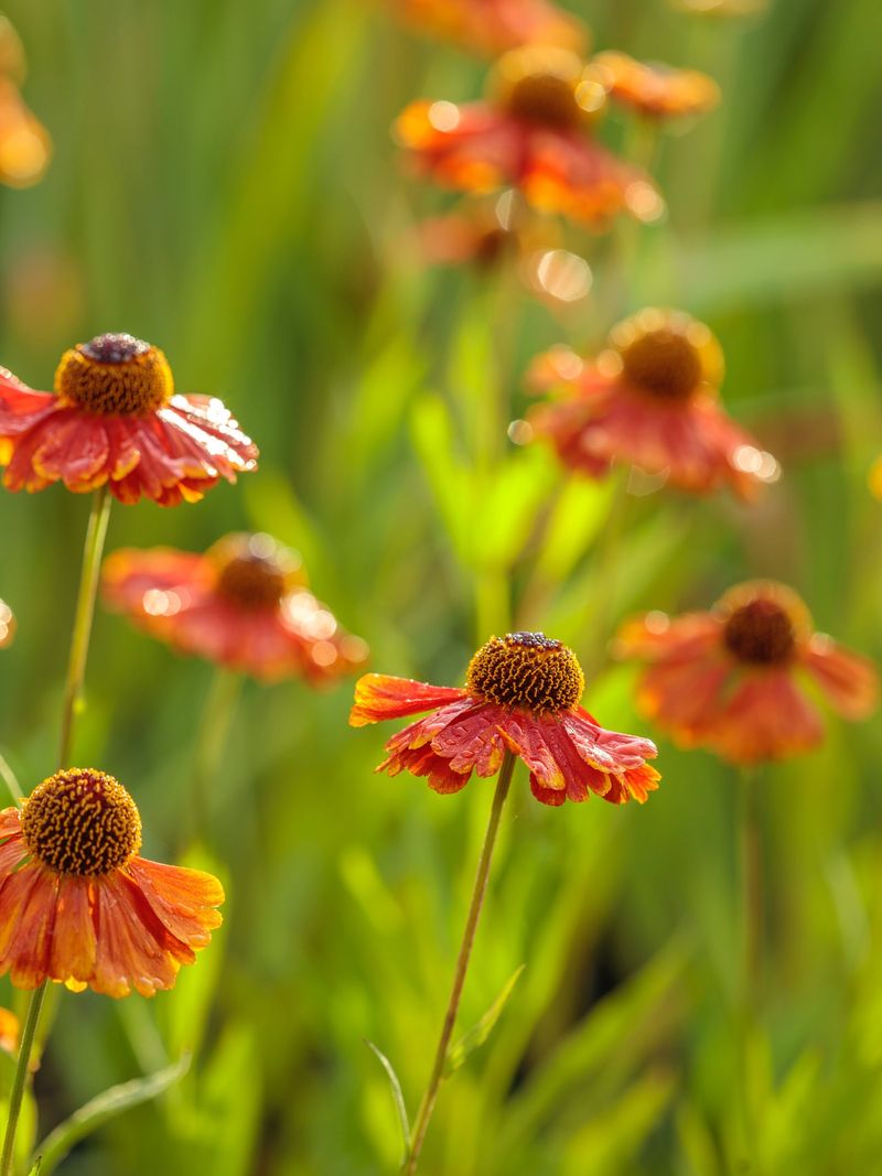 Sneezeweed: The Cheerful Copper Daisy