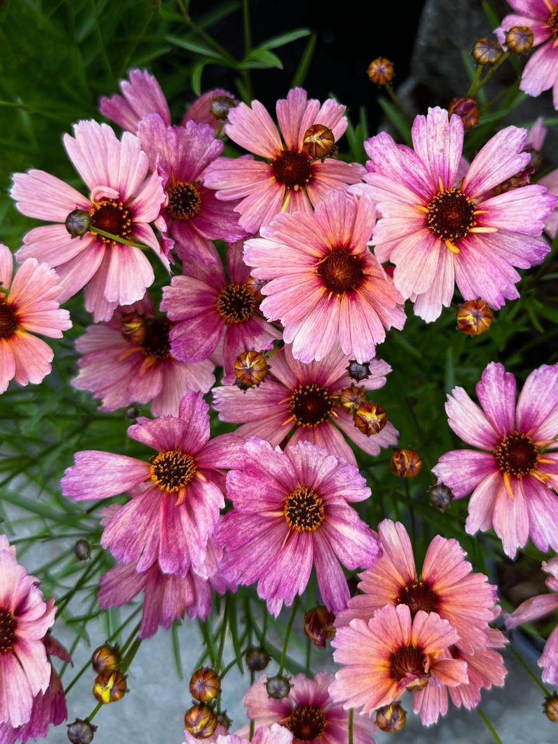 Coreopsis 'Autumn Blush': Extended Season Bloomer