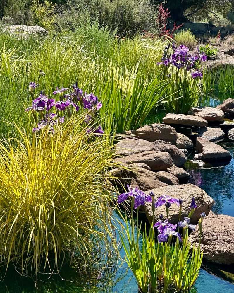 Eco-Friendly Bog Garden