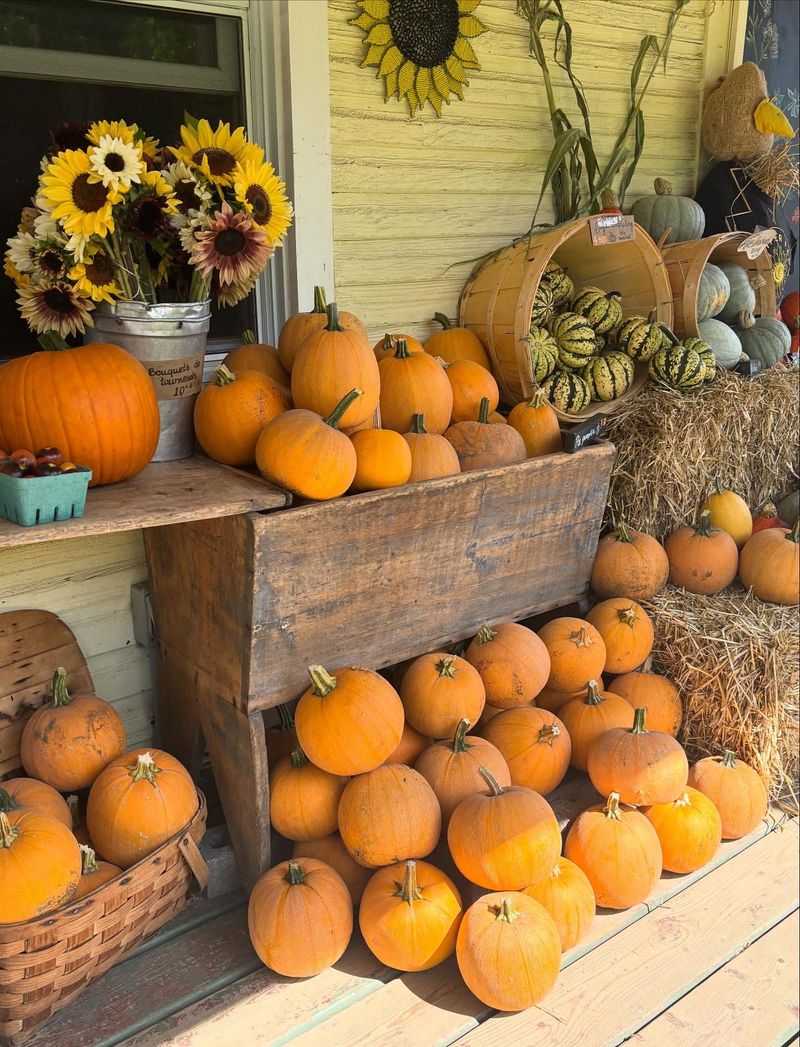 Sunflower Displays