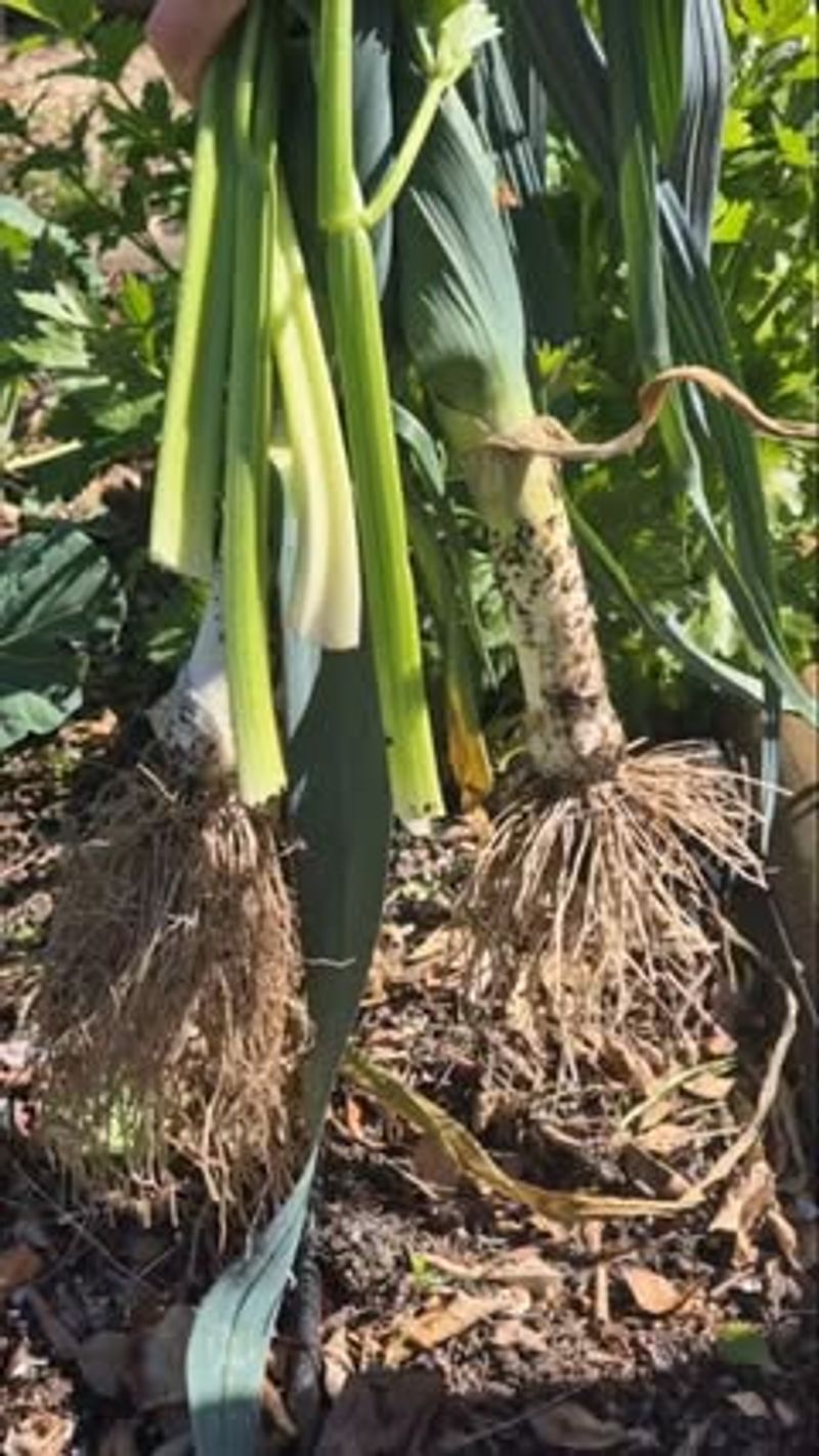 Leeks