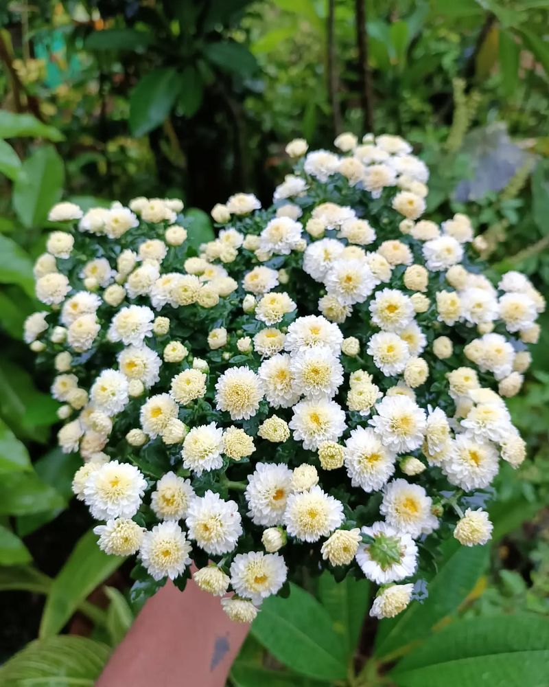 Mei-kyo