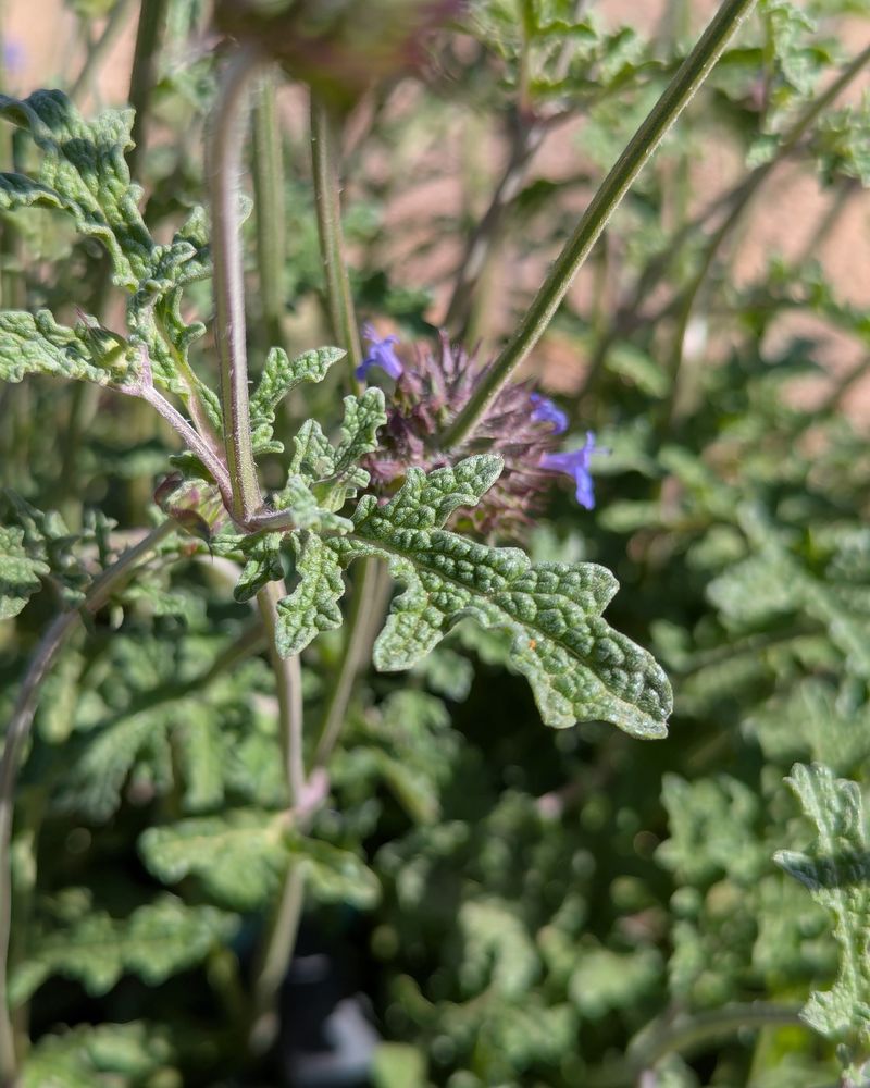 Native Seed Banks