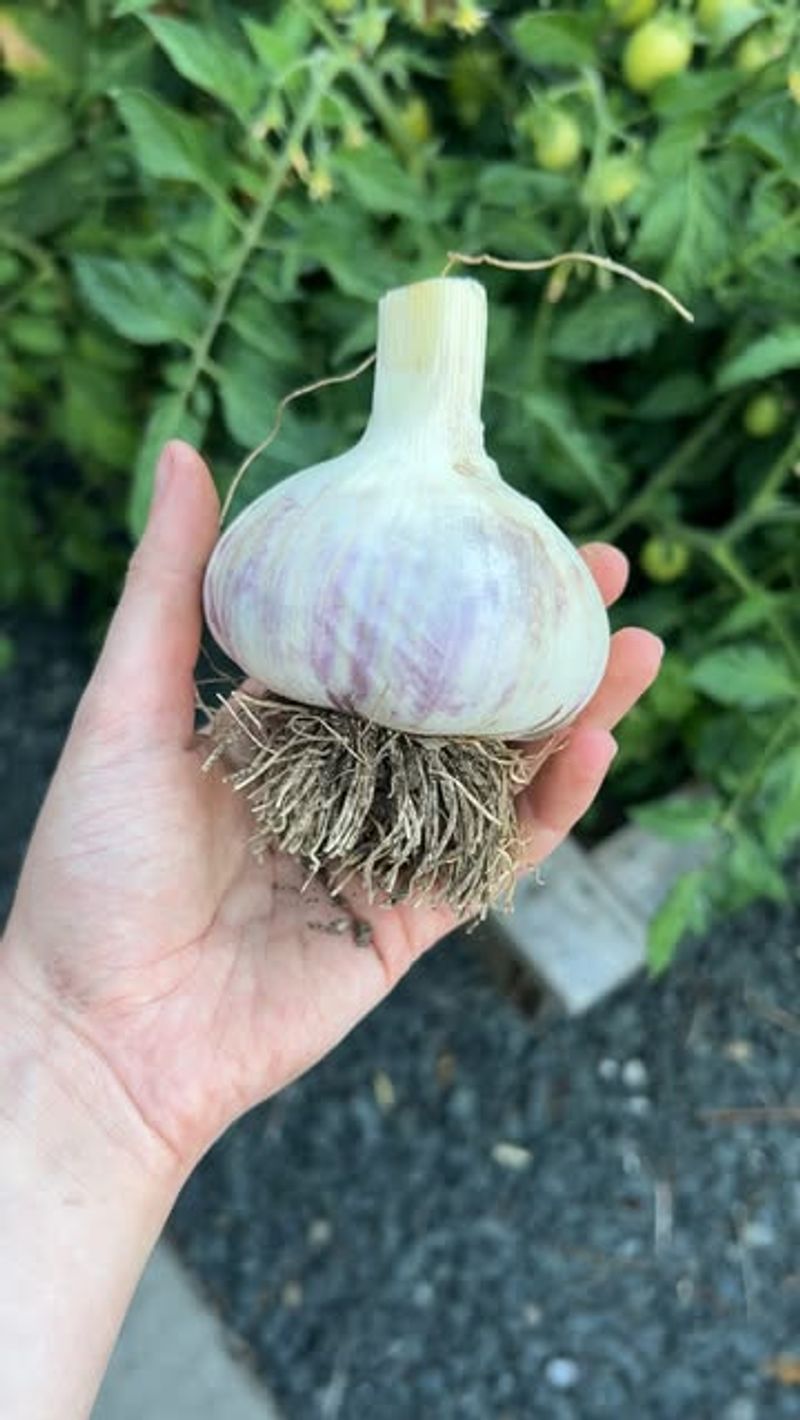 Garlic