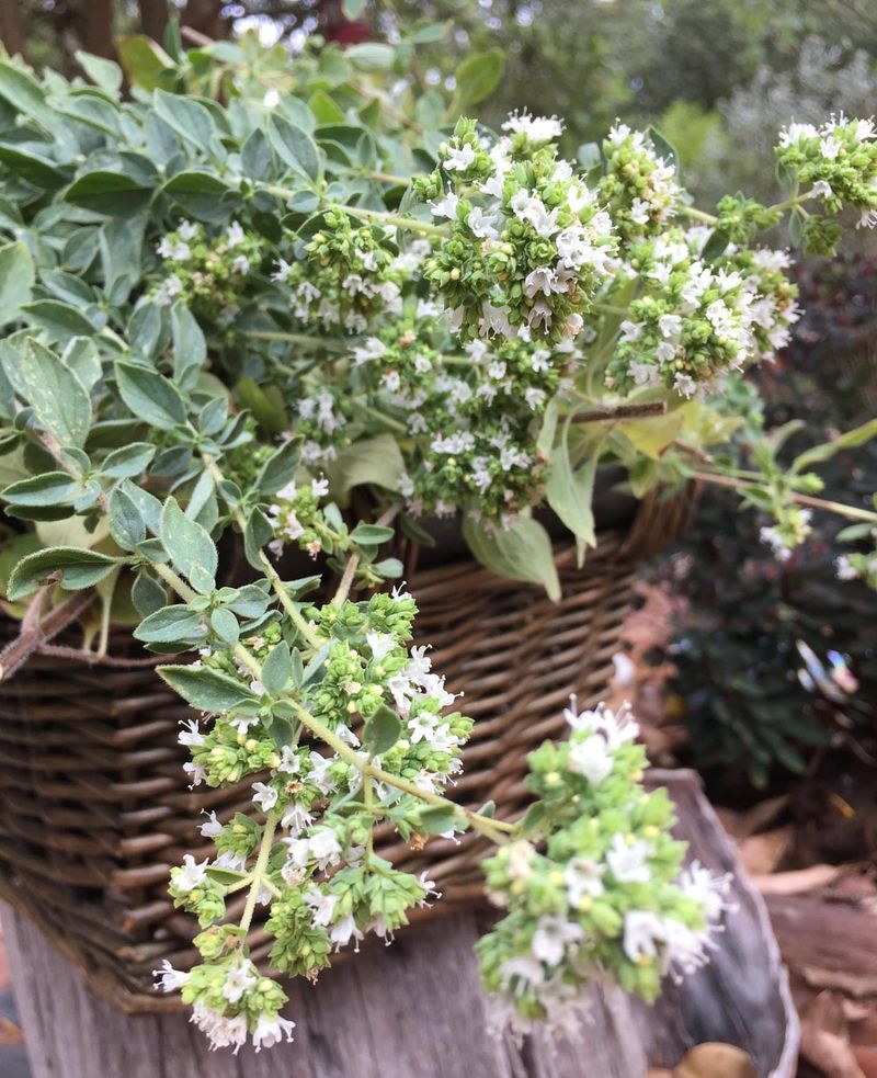 Oregano