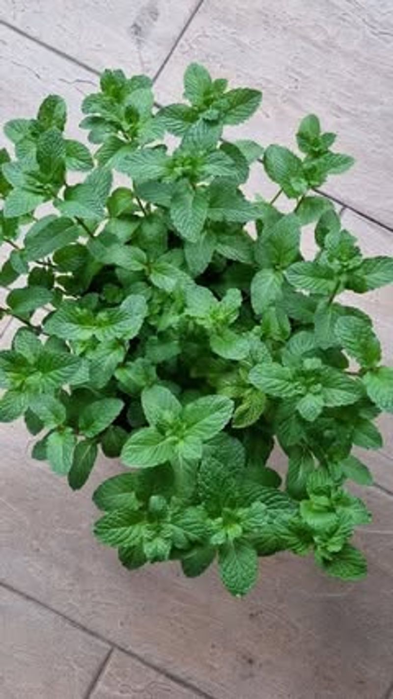 Mint: Control Its Aggressive Spread