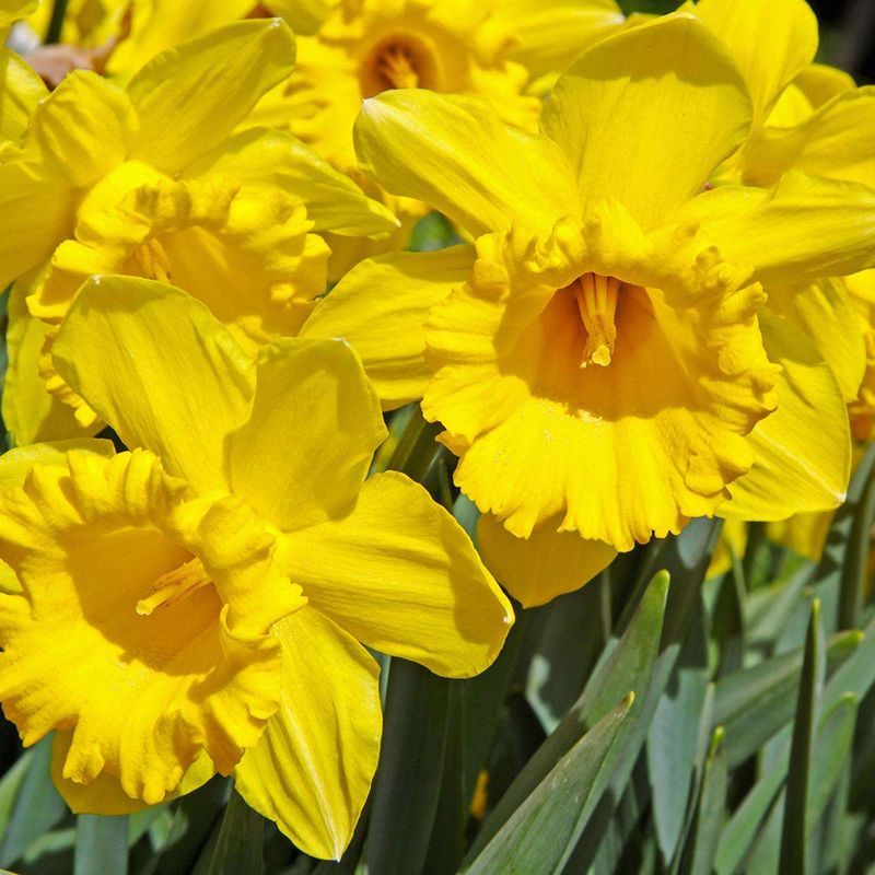 Daffodils: Beautiful Bulb Barriers
