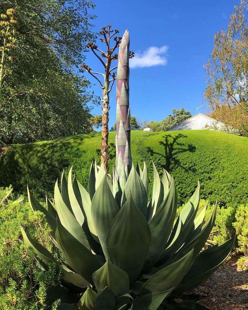 Agave Haven: The Century Plant Collection