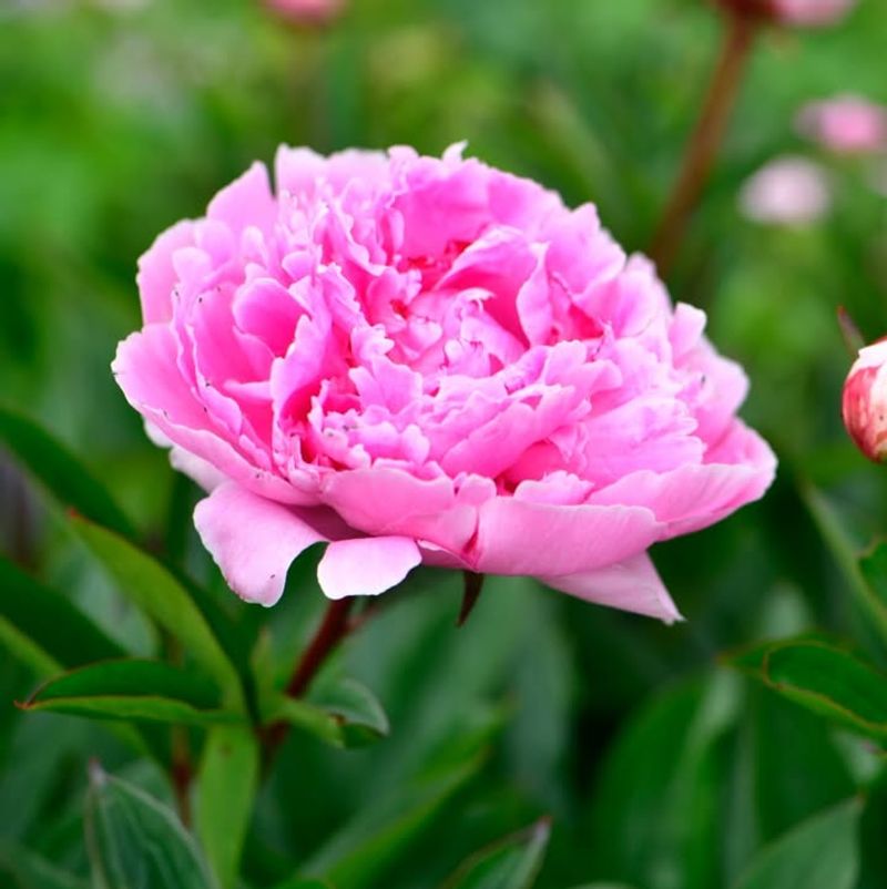 Peonies Prefer Patience In Puget Sound