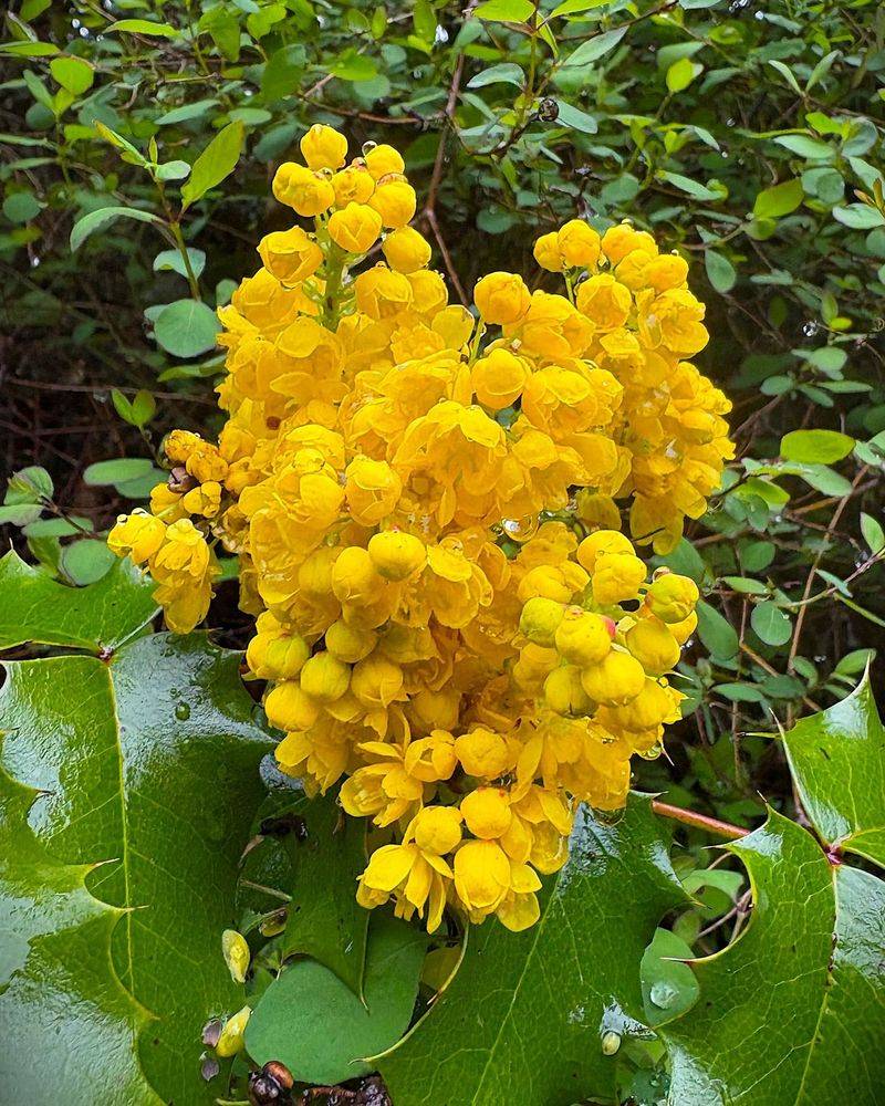 Oregon Grape