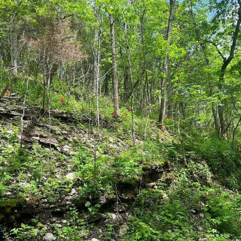 Floracliff Nature Sanctuary