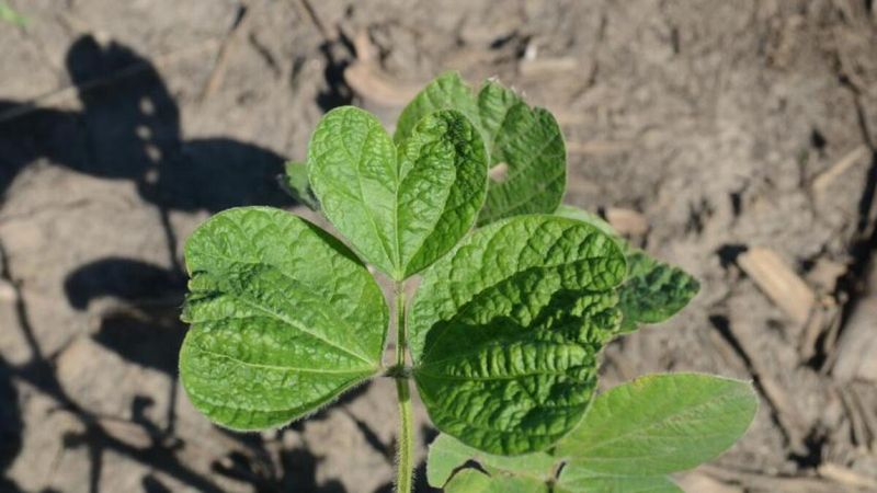 Herbicide Carryover Effects