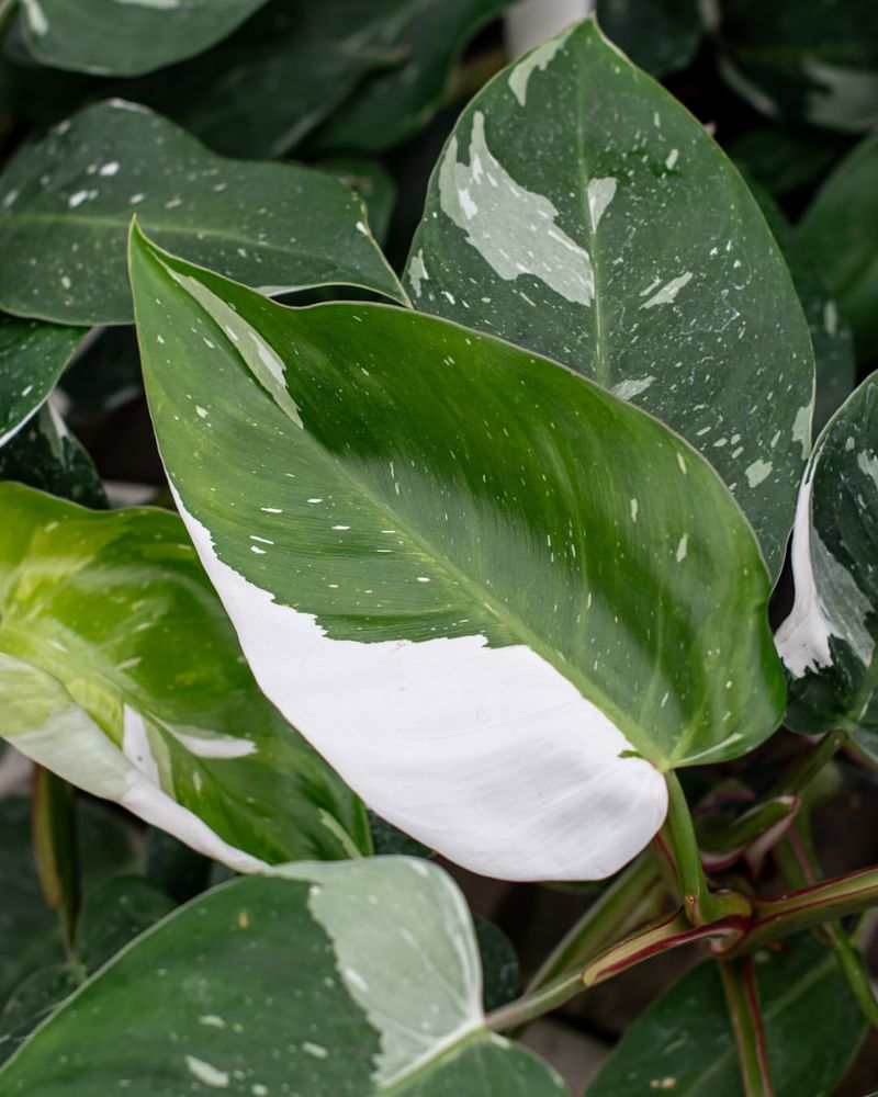 Vanilla Leaf Philodendron