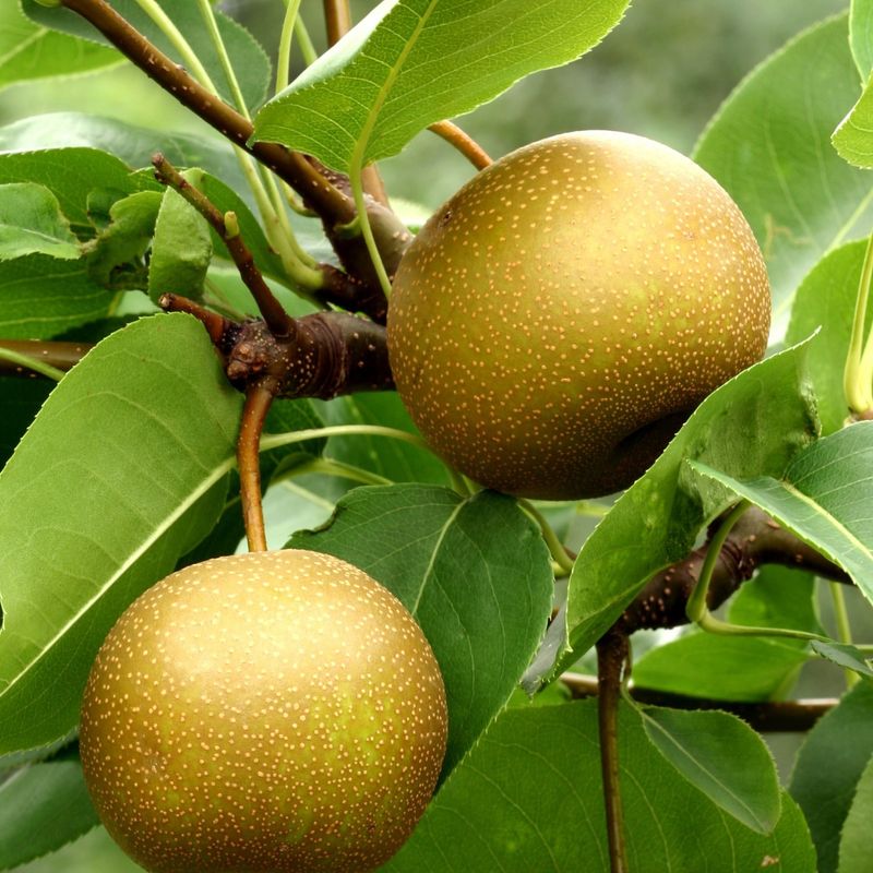 Miniature Fruit Tree Collection