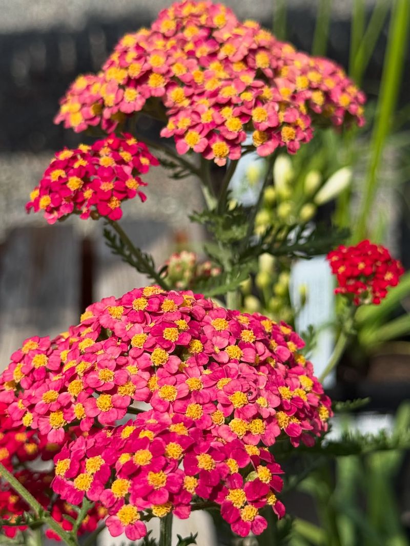Yarrow