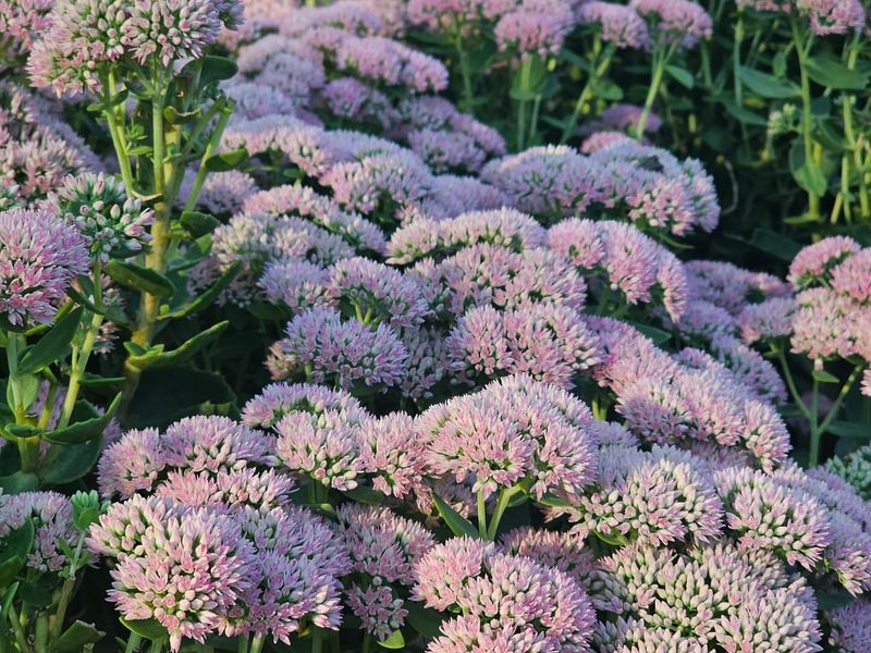 Sedum