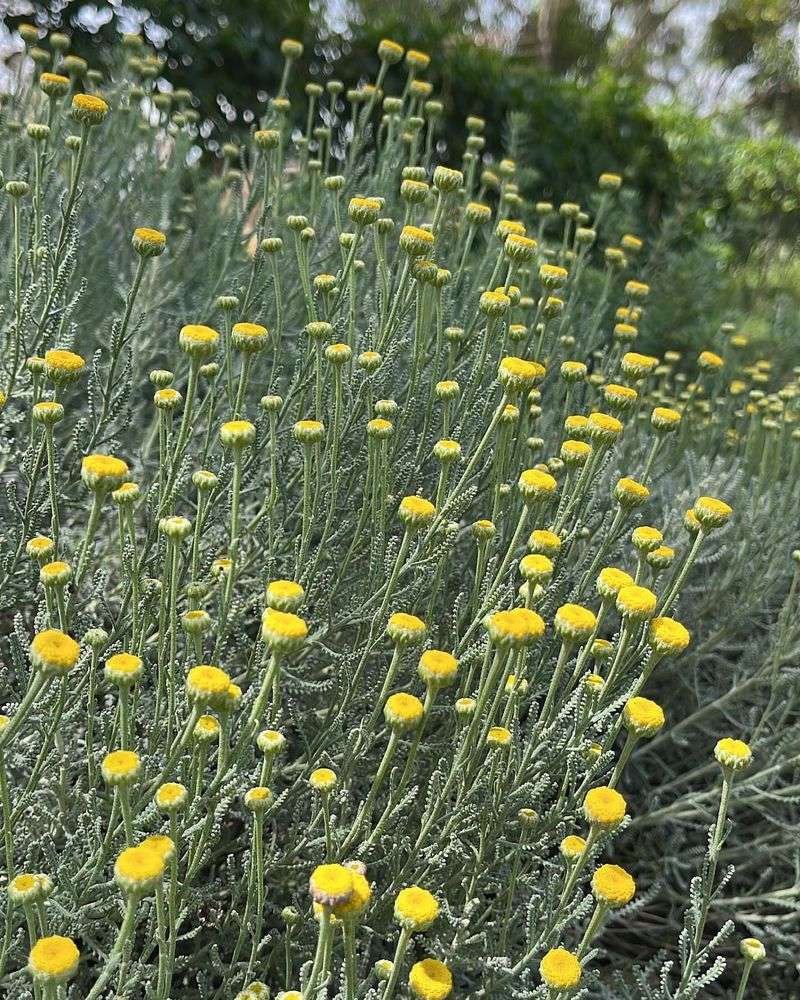 Santolina (Lavender Cotton)