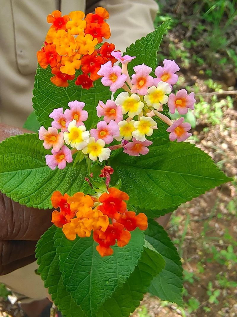 Lantana's Colorful Clusters