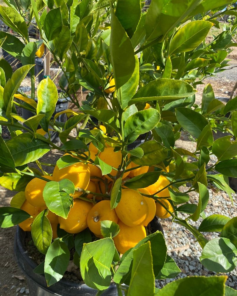 Dwarf Citrus