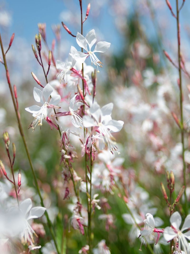 Gaura (Gaura lindheimeri)
