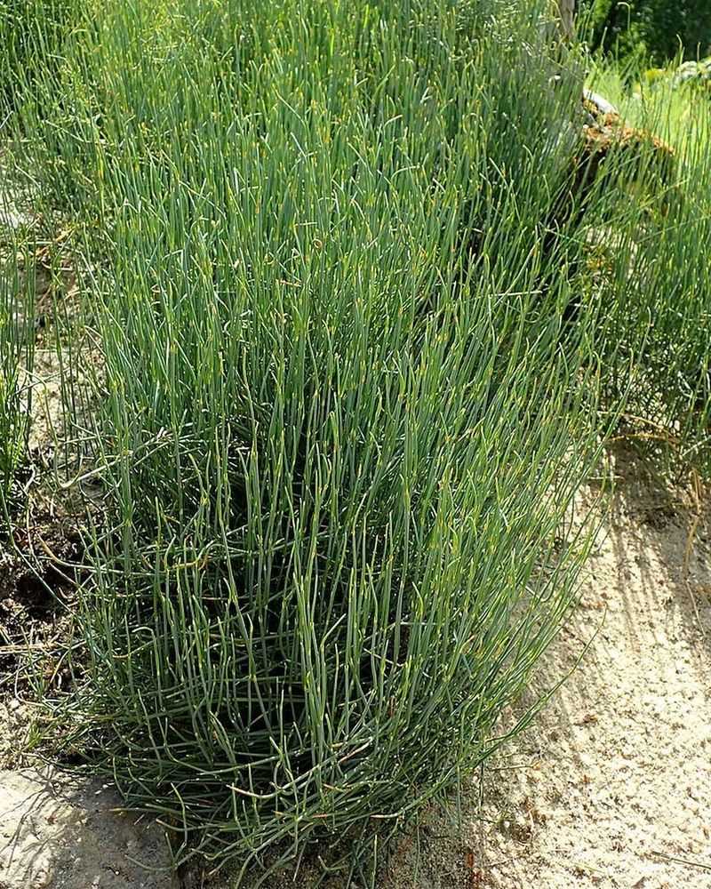 Ephedra