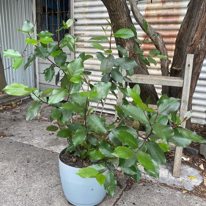 Khat Plant