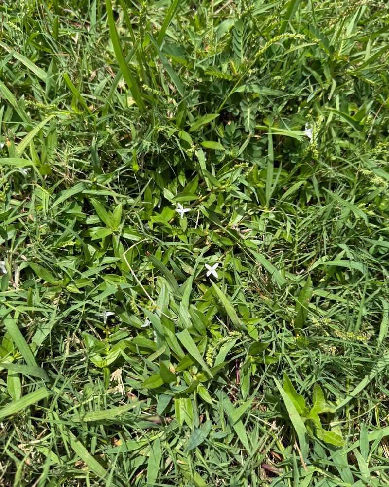 Virginia Buttonweed - The Lawn Destroyer