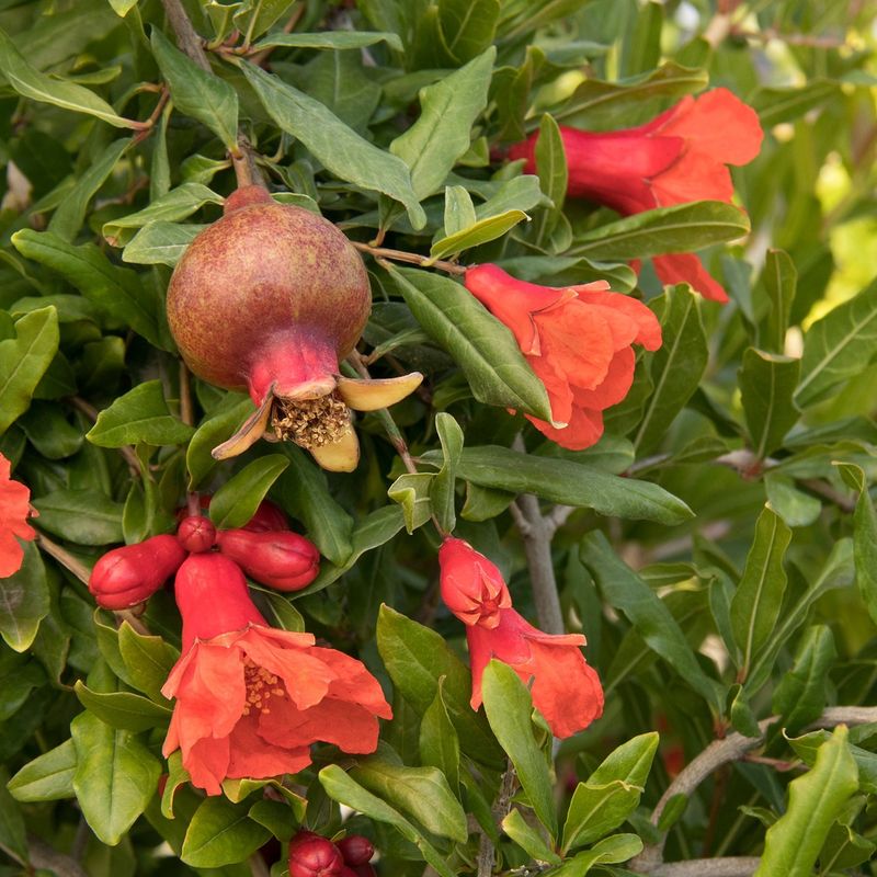 Pomegranate