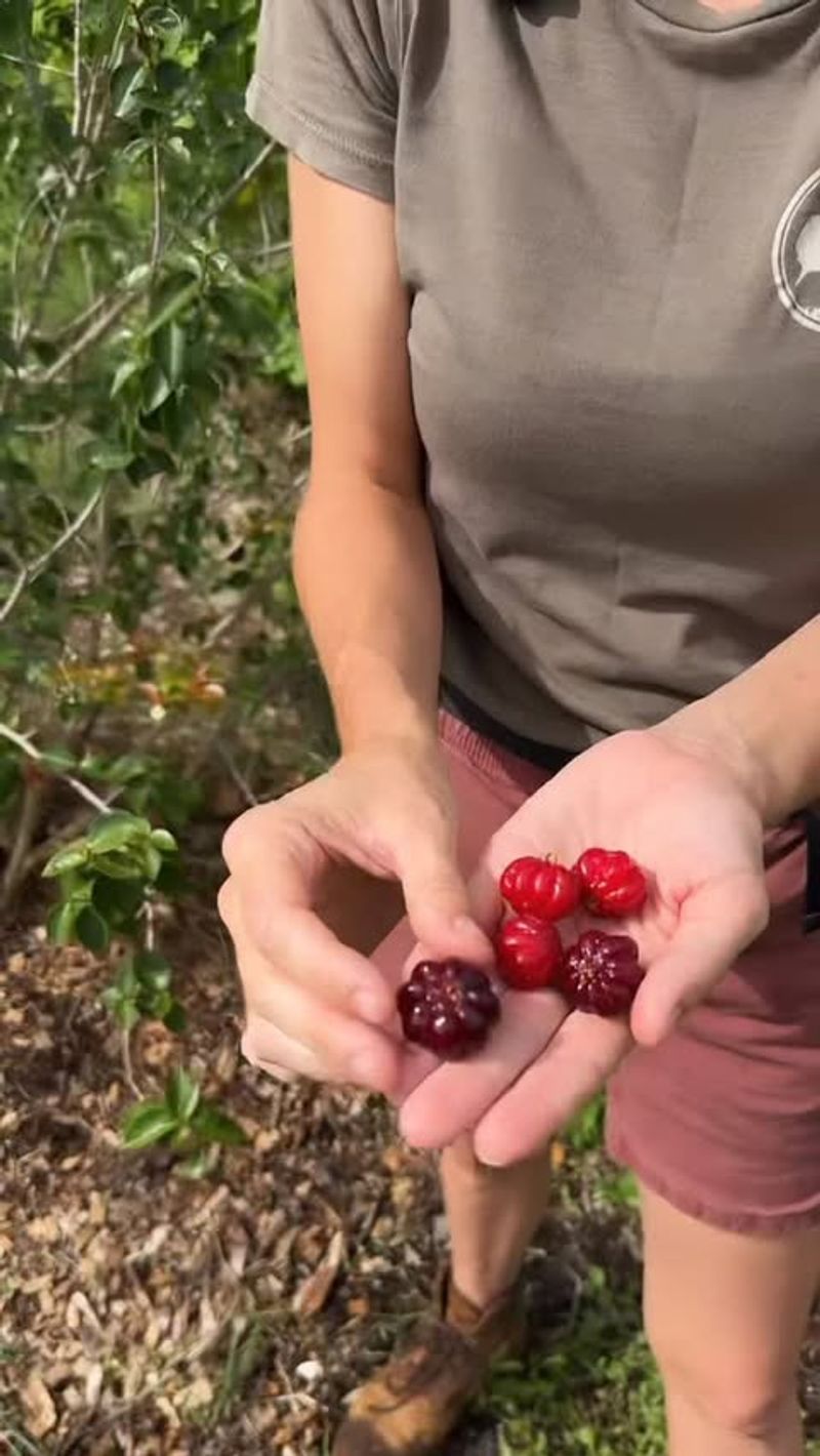Surinam Cherry