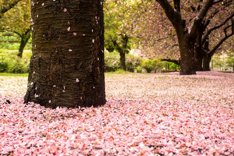 Autumn Flowering Cherry Near Lily Pool Terrace