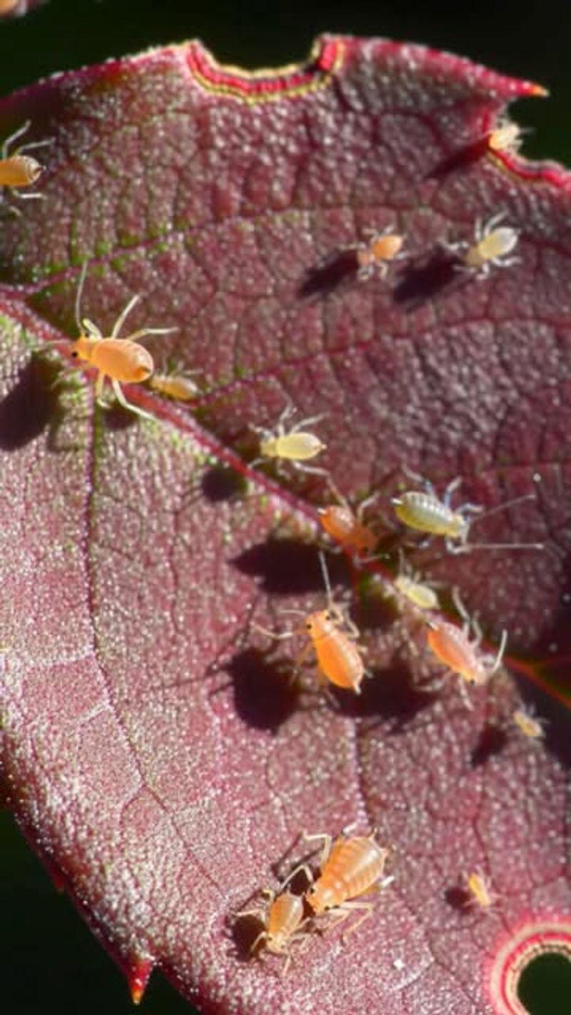 Aphids: Clustering Green Invaders