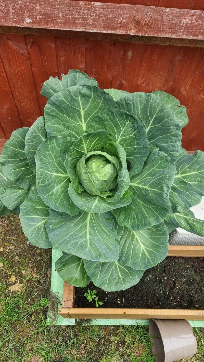 Cabbage