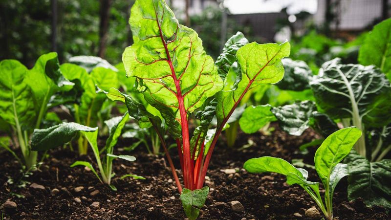 Swiss Chard Brightens Winter Gardens