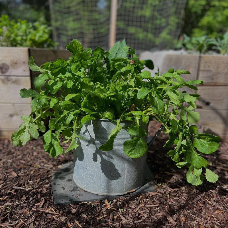 Spinach