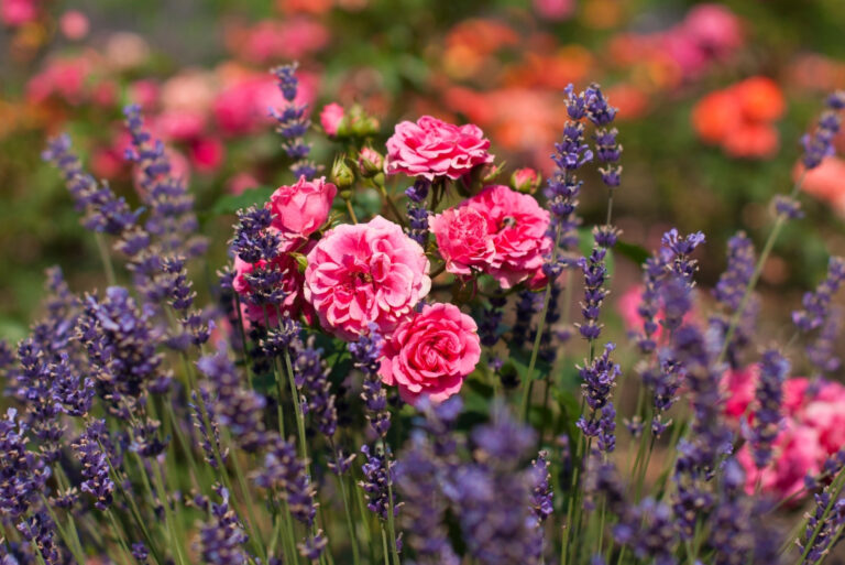 rose and lavender (featured image)
