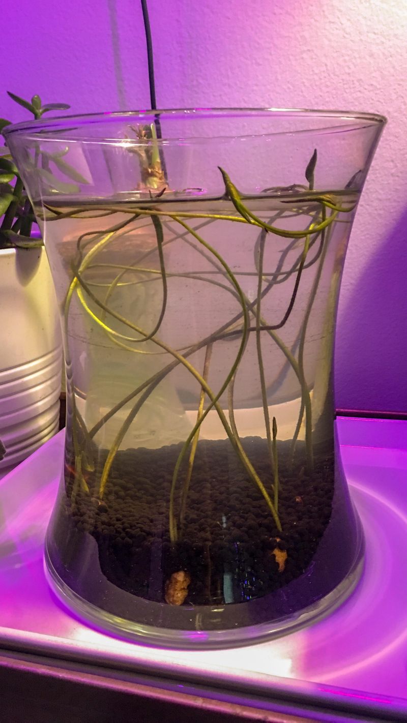 Soak the Seeds