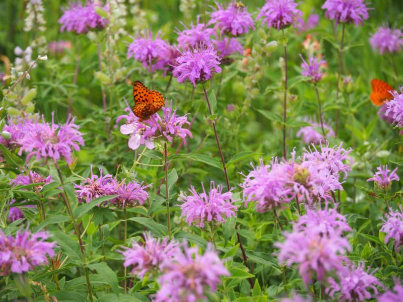 Aromatic Wild Bergamot