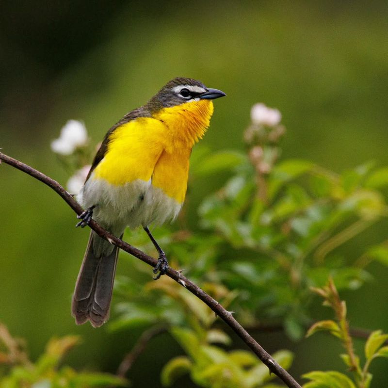 Yellow-Breasted Chat: Clownish Yellow Ventriloquist