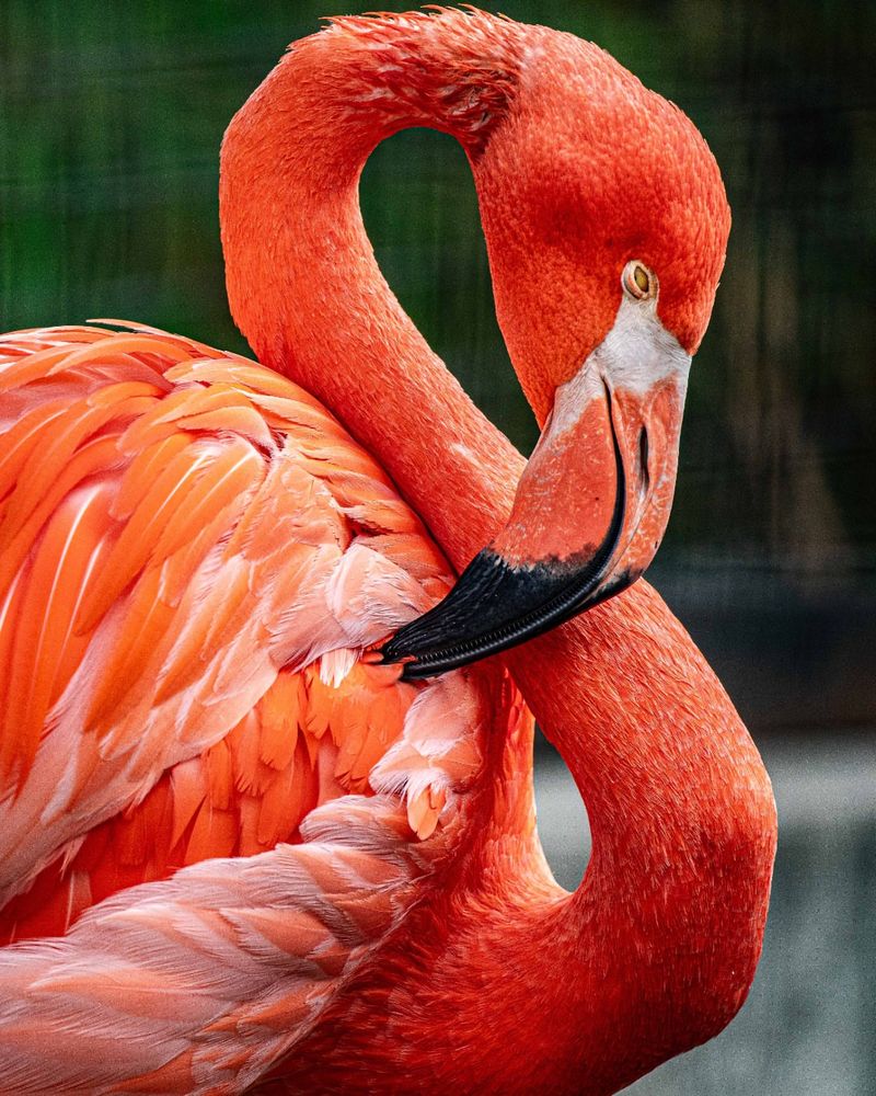 American Flamingo's Unexpected Garden Visit