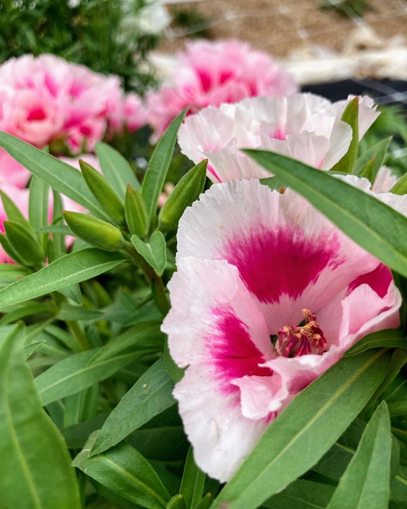 Godetia
